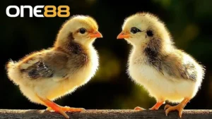 cách nuôi gà chọi con nhanh lớn